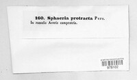Cryptovalsa protracta image